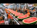 Inside a Modern Watermelon Processing Plant From Whole Melons to Sweet Red Juice (Full Process)