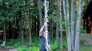 How To Make A Newspaper Tree