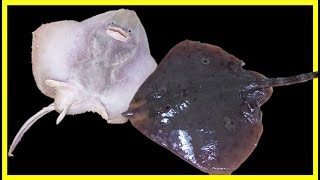 낚시로 잡은 가오리 손질 후 가오리회 & 회무침 해먹기!! /간단요리 /간단레시피