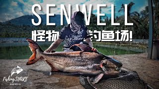 【FishingShare】SENWELL淡水怪物大鱼钓鱼场在太平的大型鱼类钓鱼场A FRESHWATER MONSTER FISHING PARK in Taiping!