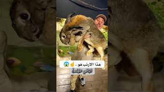 حيوانات لن تصدق حجمها الكبير ?? اكبر ارنب في العالم☝️