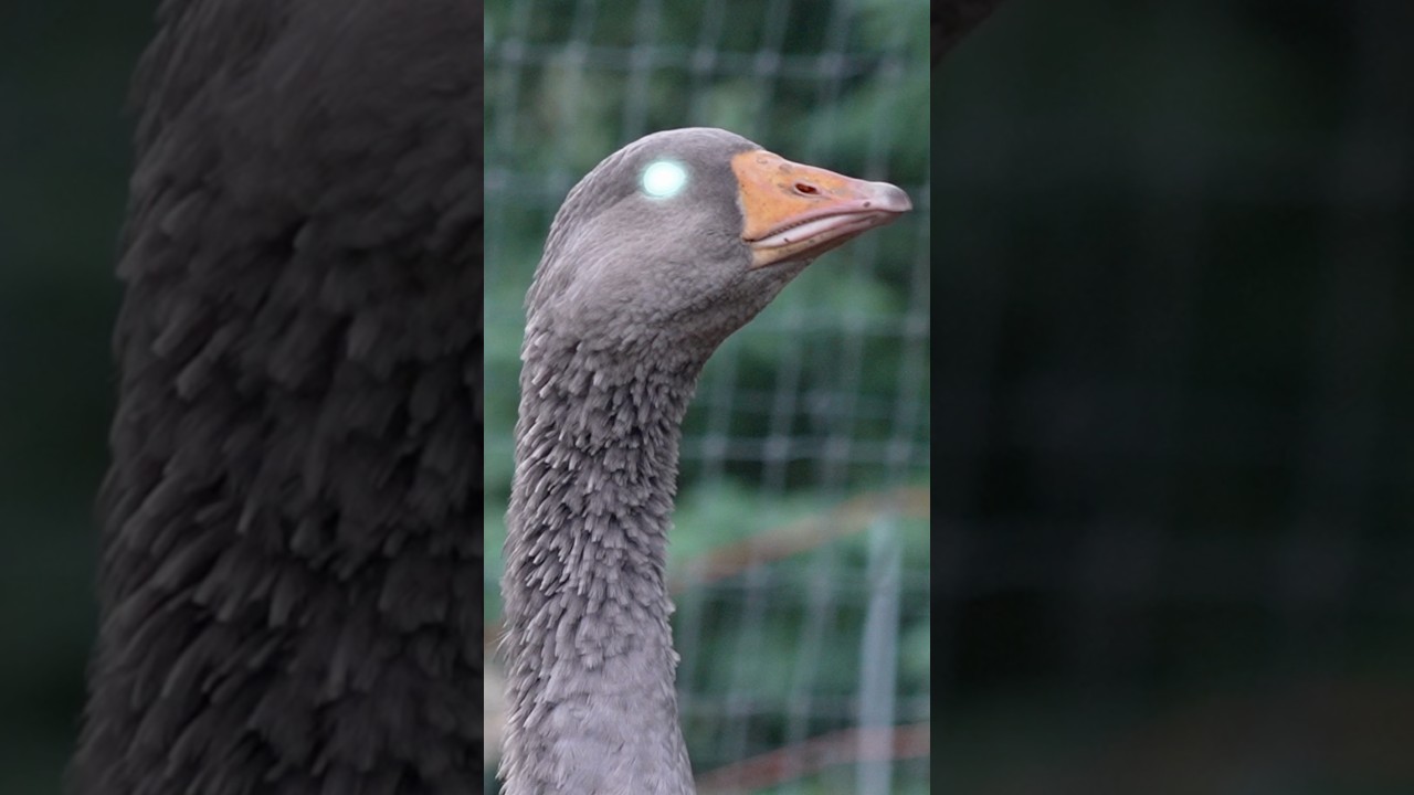 Filming my goose like car guys do…
