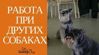 Работа при других собаках Работа при других собаках