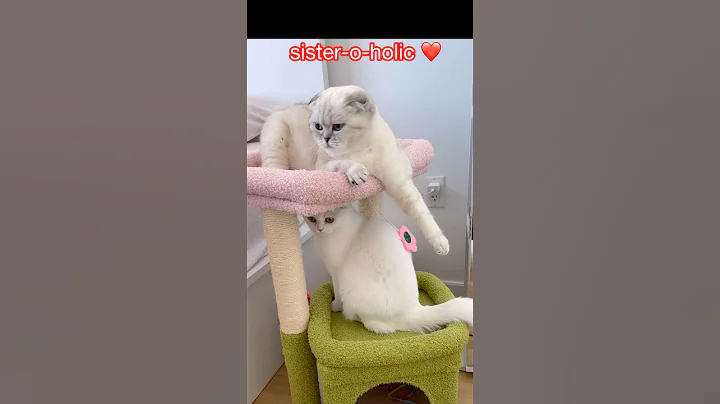 Watch the video about Sister-o-holic cats 🥰 #kikicutekitty #cocoandkiki #sistercats #siblings #relatable #scottishfold