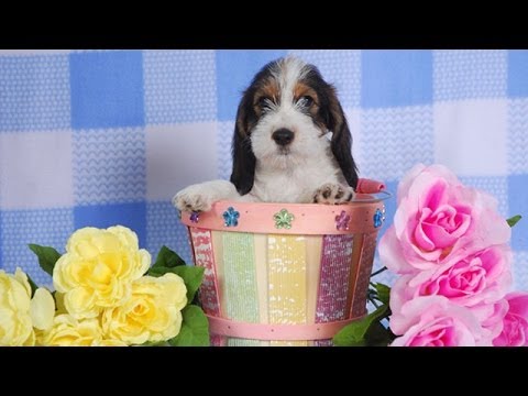 60 Seconds Of Cute Petit Basset Griffon Vendeen Puppies ...
