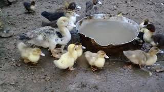 Lal Ordek Balalarinin Xestelenmesi Sebebler