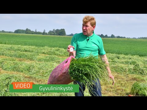 Video: Kaip Laikyti Karvę