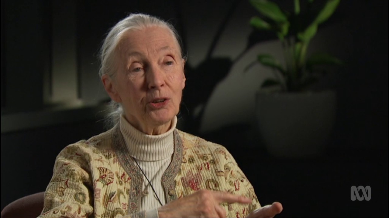 behaviour interactive Dr Jane Goodall | Chimps and Conservation