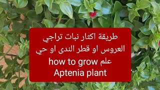 طريقة اكثار نبات تراجي العروس او قطر الندى او حي علم how to grow Aptenia plant