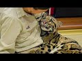 When animals showing love to human by their cute way