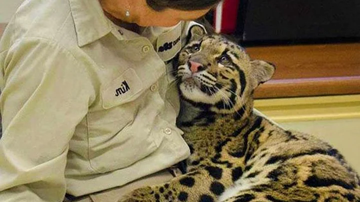 When Animals Showing Love to Human by Their Cute Way - DayDayNews