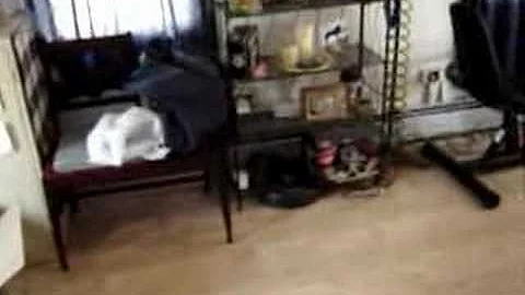 Floyd Goode service dog carry phone