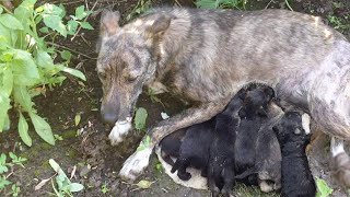 She begged passersby to help her puppies, she still breastfed despite the gangrene