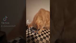 Golden Kitty Cat popipopipopipop