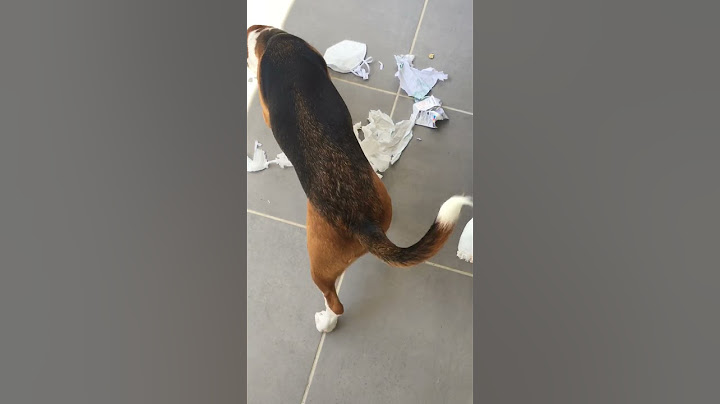 Este beagle se ha enfadado