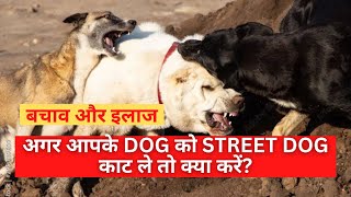 What to do if your pet is attacked by street dogs? Dog Fight | Street Dog Attack | Baadal Bhandaari