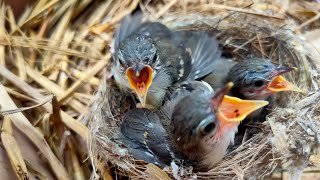 Cara membedakan anakan ciblek jantan dan betina, Mudah dan akurat...