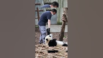 Cute Pandas are so Stupid 😂