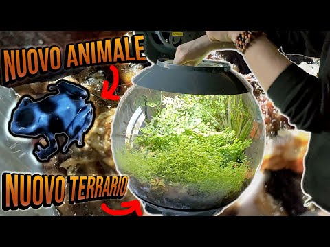 Video: Come Nutrire Una Rana Bianca In Un Acquario