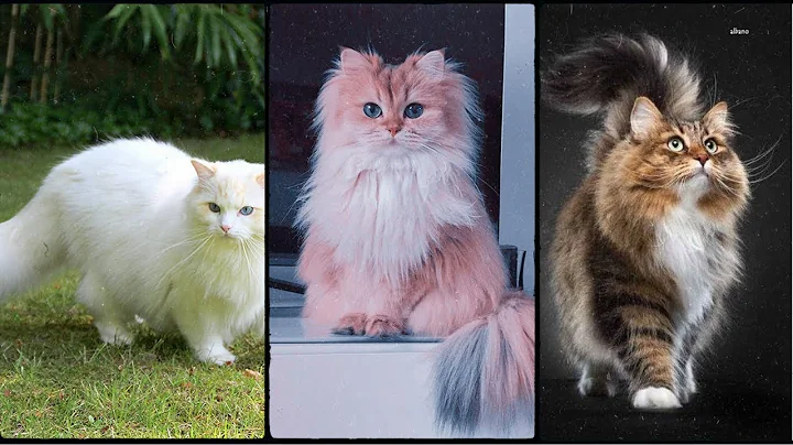 Video 3176631: scottish fold british shorthair, scottish fold munchkin cat, persian cat scottish fold, bengal cat british shorthair, scottish fold cat breed, cutest scottish fold cat, bengal egyptian mau, bombay cat breed, gorgeous cat