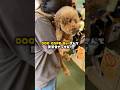 DOGCAFEBellさんで譲渡会やってたので行ってきました🐶🐾‪‪✨️