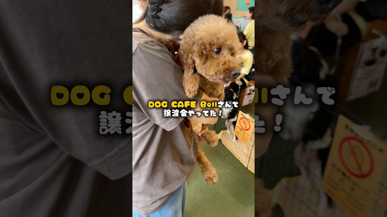 DOGCAFEBellさんで譲渡会やってたので行ってきました🐶🐾‪‪✨️