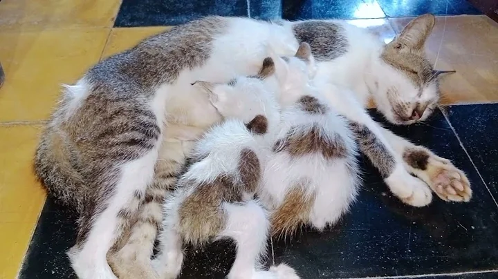 Watch the video about Funny animal videos 2022 😍😺 - funniest cat 😂 - funny cat videos #30