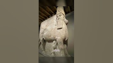 Credit: Bright Insight #fyp #Iraq #Bulls #viral