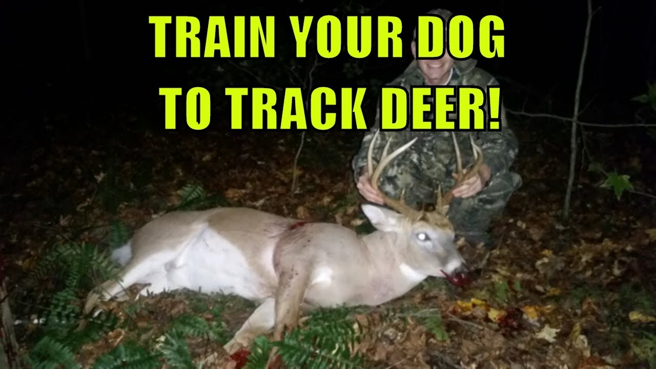 Train Your Dog To Track Deer