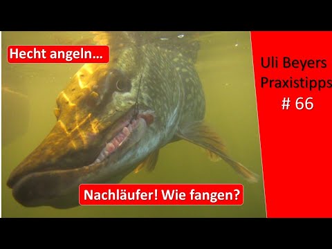 Video: Und Der Hecht Döste Nicht Ein Interessanter Fall Zum Angeln