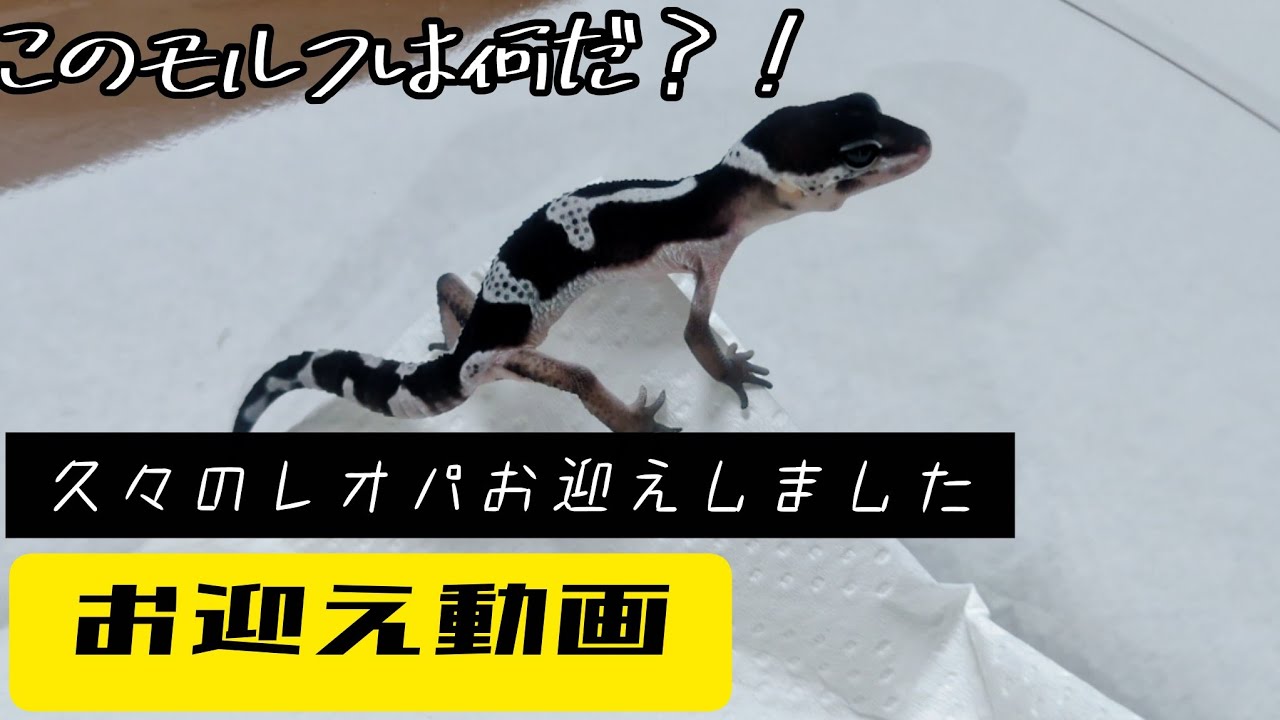 このモルフはなんなんだ?!　久々のレオパお迎えしました！　レオパ　ヒョウモントカゲモドキ