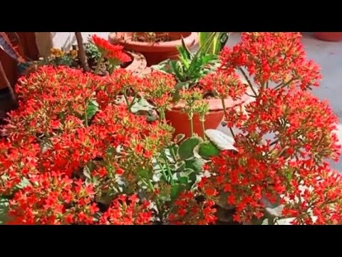 kalanchoe plant care #plantslover