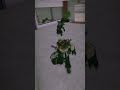 Roblox zombie 🧟u200d♀️