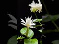 flower collection #song #music #youtubeshorts #balconydesignideas #gardenflowers #balconygarden
