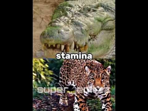 jaguar vs saltwater crocodile - YouTube