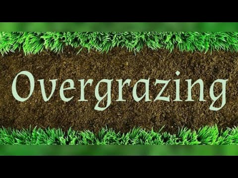 Video: Ano ang halimbawa ng overgrazing?