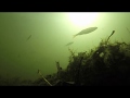 What is underwater in the Grand Canal in Dublin, Ireland?