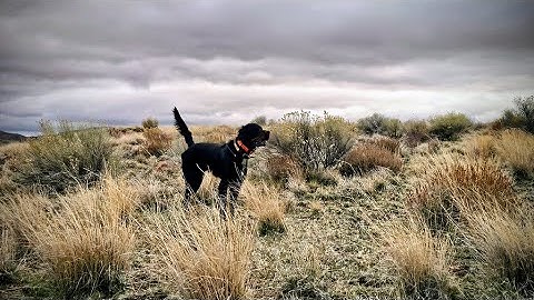 Chukar Hunting | Chukar Camp: Days 1-2