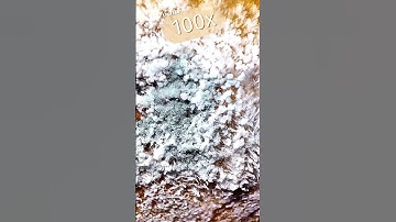 Maximum zoom _ fruit mold#asmr #macro #amazing #shortvideo