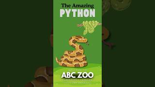 Meet the Giant Python: Fascinating Facts About These Mighty Snakes | ABC ZOO Fun Animal Lessons