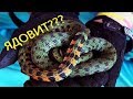 ТИГРОВЫЙ УЖ - ЯДОВИТ? Вся правда о токсичности ужей!🐍