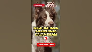 Mengapa Anjing Itu Najis❓ Inilah Alasannya. #feedshorts #jejakislam #faktaanjing #najis #fakta