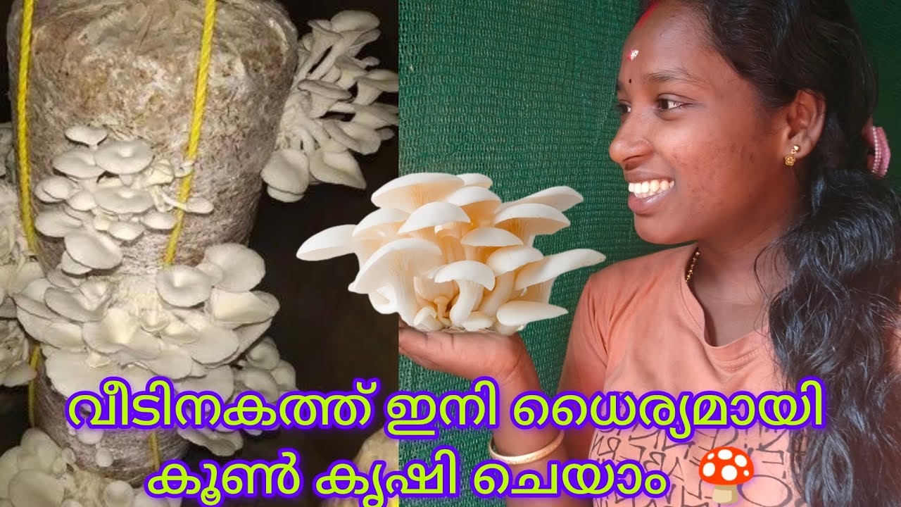 റൂമിൽ കൂൺ 🍄 കൃഷി ചെയ്യുന്നതിൽ ശ്രദ്ധിക്കേണ്ട കാര്യങ്ങൾ 🌾#mushroom #viralvideos  #viral #shortsfeed