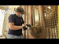 An Elephant With a Cracked Toenail | Secrets of the Zoo