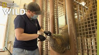 An Elephant With a Cracked Toenail | Secrets of the Zoo