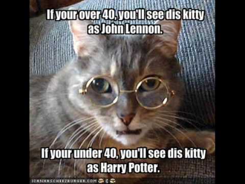 Hilarious Cat Pictures