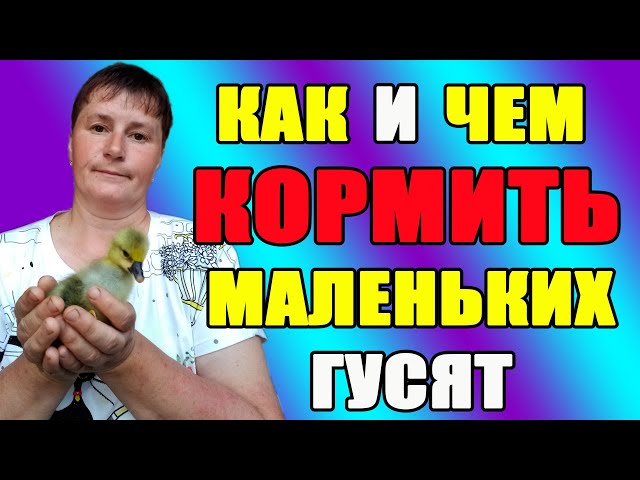 Види кормів для гусят