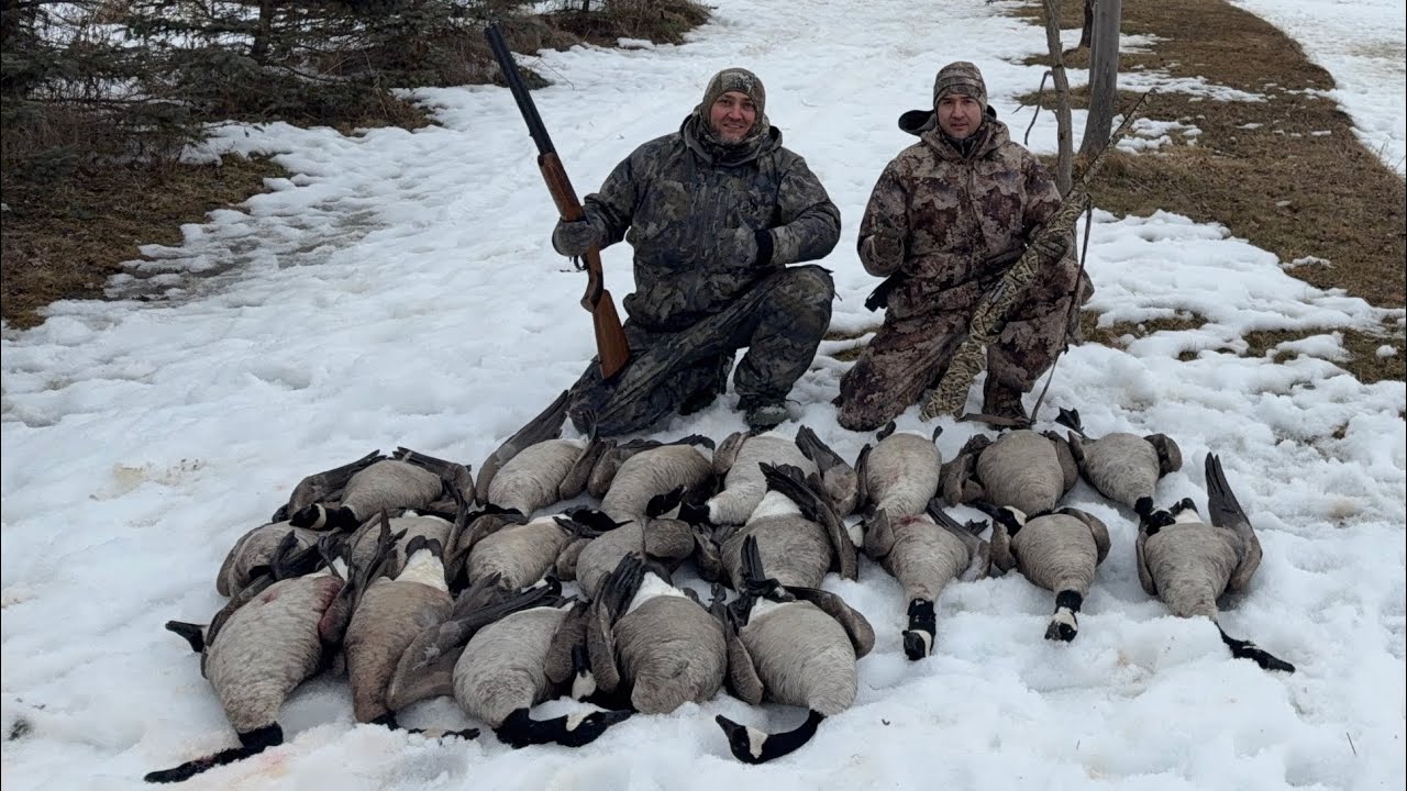 Охота на канадского гуся. 2026/03/05. Закрыли лимит 