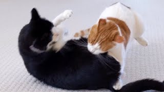 Cat Bites Other Cat And Makes Him Scream