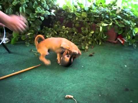 dog fights baby chihuahua vs mutt